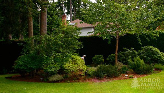 Tree Removal Tree Removal