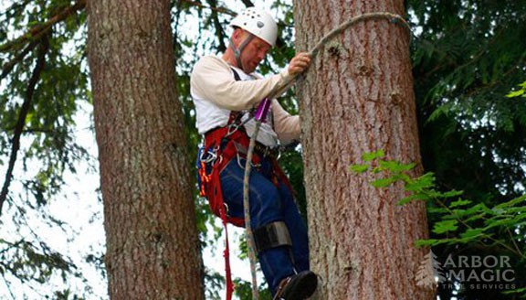 Tree Removal Tree Removal
