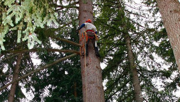 Tree Removal Tree Removal