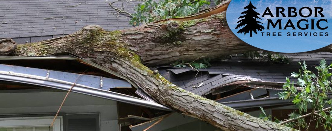 Hazardous Tree Removal Hazardous Tree Removal