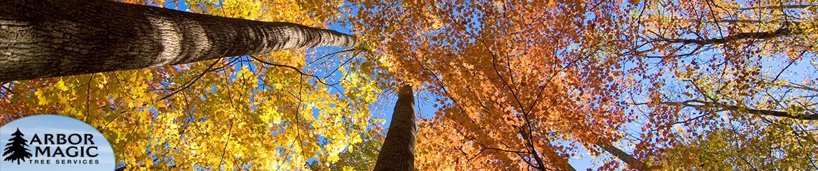Commercial Tree Care Services Commercial Tree Care Services