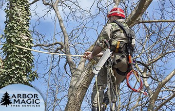 Commercial Tree Care Services Commercial Tree Care Services