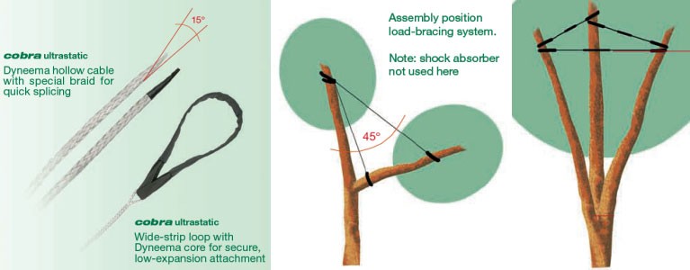 Tree Straightening: Cabling & Bracing Tree Protection Tree Straightening: Cabling & Bracing Tree Protection