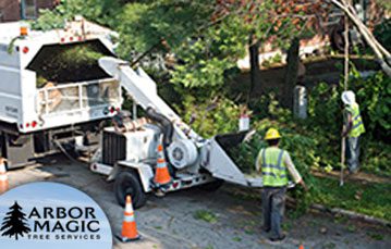 Unwanted Tree Removal Unwanted Tree Removal